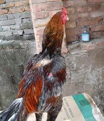 国产老鸡在线视频,揭秘在线视频中的经典之作